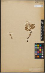 Foto von Salix L.